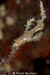 Ornate Ghostpipefish @ Richilieu Rock taken with Canon 40... by Patrick Neumann 